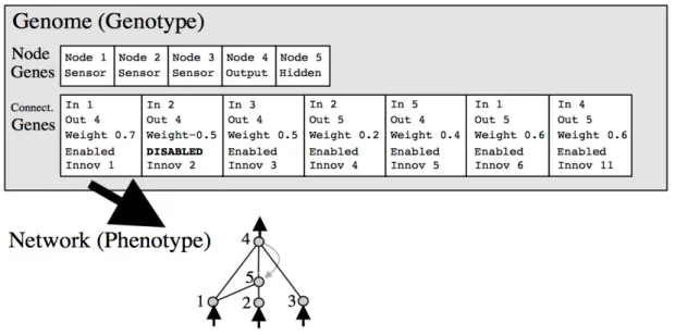 図 3.7: NEAT における遺伝子型と表現型 [12]