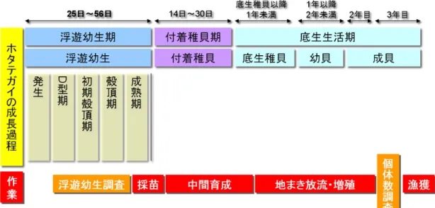 図 2.1: ホタテガイの成長過程と養殖業での工程．