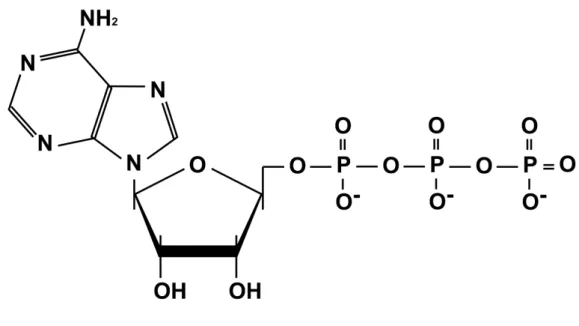 図 2.1.2 ATP の分子構造