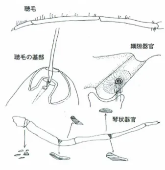 図 5.3   クモの感覚器官の例 （２）視覚について クモの場合、２つの主眼と６つの副眼を持っている。昆虫とは異なり、いず れの眼も単眼構造になっている。眼の配置は種によって異なり、造網生活を行 う種の場合、より散開している傾向がある。  まず、昆虫の眼やクモの眼に共通する特徴として、運動視のみが可能である 事が挙げられる。即ち、静止しているものを視認することが出来ず、動いてい るものしか視認できない。主眼は最も前側に位置する眼で、主に近距離の視認 に用いられ、3～4 種類の色（青、緑、黄、紫外線）を認識