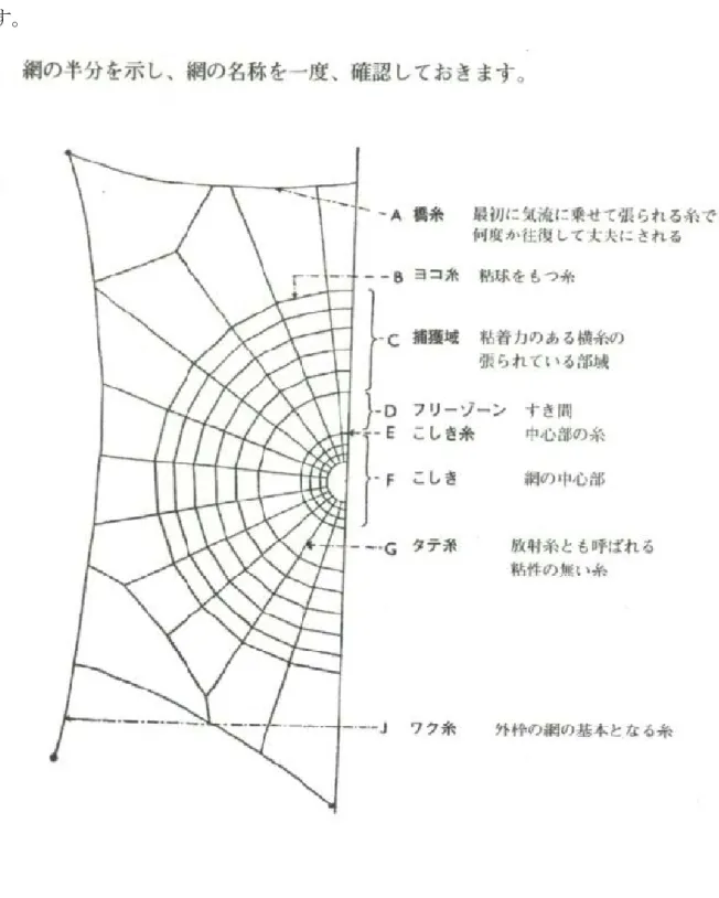 図 5.4  クモの巣の構造 