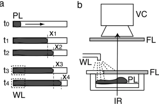FIG. 1: Schematic illustration of the procedure for measuring relative levels of risk in photo-avoidance behavior