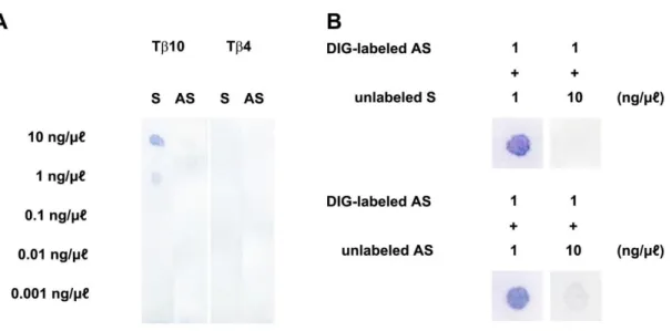 Fig. 4 T10 と T4 の RNA probe の検定 