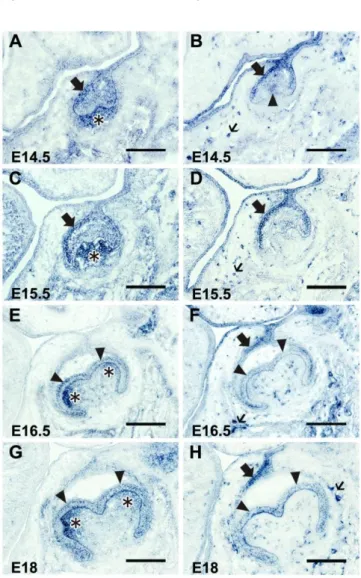 Fig. 6   胎生期マウス下顎第一臼歯歯胚における T10 と T4 mRNA の発現局在 