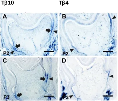 Fig. 8  出生後のマウス歯胚における T10 と T4 mRNA の発現局在 