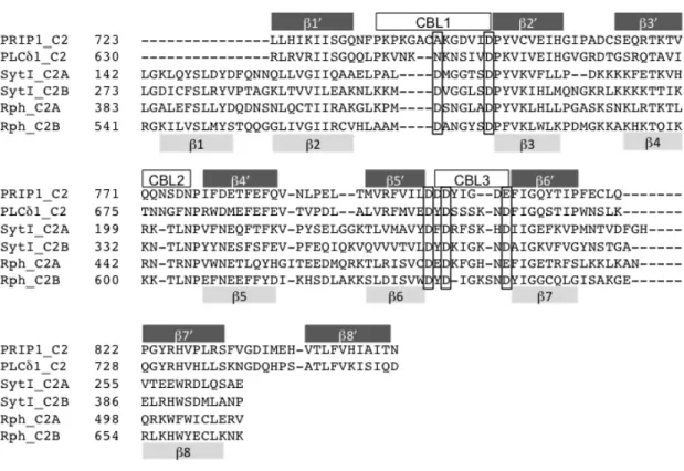 FIGURE 2.  Sequence alignment of C2 domains.  Amino acid sequences of C2 domains  were aligned using ClustalW2 (http://www.ebi.ac.uk/Tools/msa/clustalw2/) and minor  correction was applied manually