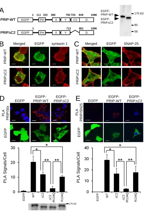 FIGURE 7. Co-localization of PRIP with t-SNARE proteins in PC12 cells. A, Proper expression with the  expected molecular weight of each construct in PC12 cells was confirmed by Western blotting with anti-GFP  antibody