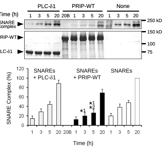 FIGURE 10. Time course of SDS-resistant SNARE complex formation and the delay by PRIP