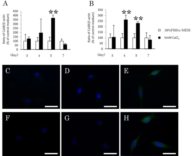 Figure 4.   カルシウム刺激を行ったヒト歯根膜細胞株における CaSR 発現解析 1-11 細胞株（ A ）または 1-17 細胞株（ B ）をカルシウム刺激培地で培養し、 3 、 4 日、 5 日および 7 日目における CaSR 遺伝子の発現について定量的 RT-PCR 法 にて解析を行った。 1-11 細胞株では、 3 日、 4 日および 7 日目においてカルシウ ム刺激による発現の上昇は認められなかったが、 5 日目に CaSR 遺伝子の発現が 有意に上昇した。一方、 1-17 細胞株は、