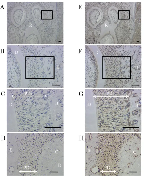 Figure 5.   ラット歯根膜組織における CaSR の発現解析 5 週齢の雄性ラットの下顎第一臼歯の水平断切片を、ヤギ抗ヒト CaSR 抗体を 用いて免疫組織化学的染色を行った。 （ A-D ） ：一次抗体を除いたネガティブコン トロール。 （ B, F ） ： （ A, E ）中の枠内の拡大図。 （ C, G ） ： （ B, F ）中の枠内の拡大 図。 （D, H） ：根尖付近の歯根膜組織像。 （G）において歯根膜細胞および骨芽細 胞、 （H）よりセメント芽細胞に明瞭な陽性像（茶）を認めた。核は