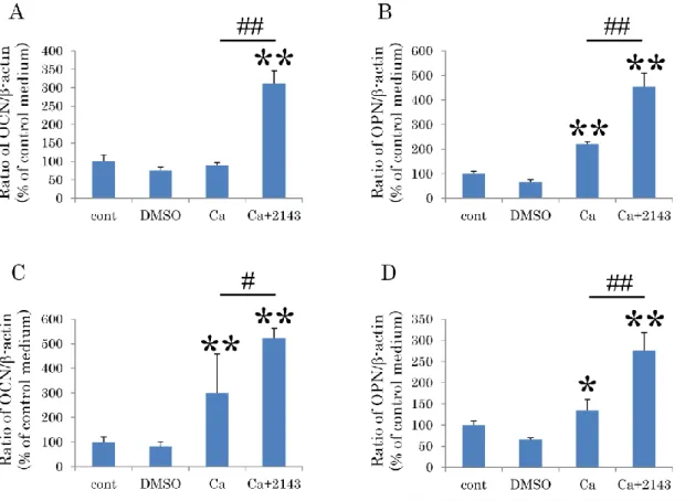 Figure 7. CaSR 拮抗薬がヒト歯根膜細胞株の骨/セメント質関連遺伝子発現に 及ぼす影響 1-11 細胞株（ A, B ）または 1-17 細胞株（ C, D ）を、 10%FBS / -MEM 、 DMSO 入り 10%FBS / -MEM 、カルシウム刺激培地、 そしてカルシウム刺激培地に 10M  NPS2143 （ CaSR 拮抗薬）を添加した、計 4 群に分けて培養した。培養 7 日後に OCN （ A, C ）及び OPN （ B, D ）の遺伝子発現を定量的 RT-PCR 法に