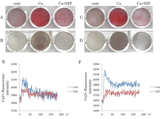 Figure 9. L-VDCC の阻害薬がヒト歯根膜細胞株の石灰化および細胞内カルシ ウム濃度に及ぼす影響 1-11 細胞株（ A, B ）または 1-17 細胞株（ C, D ）を、 10%FBS / -MEM 、カルシ ウム刺激培地、そしてカルシウム刺激培地に 5mM ニフェジピン（ L-VDCC の阻 害薬）を添加した培地にて培養した。培養 2 週間後に、 Alizarin red 染色（ A, C ） 及び von Kossa 染色（ B, D ）を行った。両細胞株ともに、カルシウム単独刺激群 