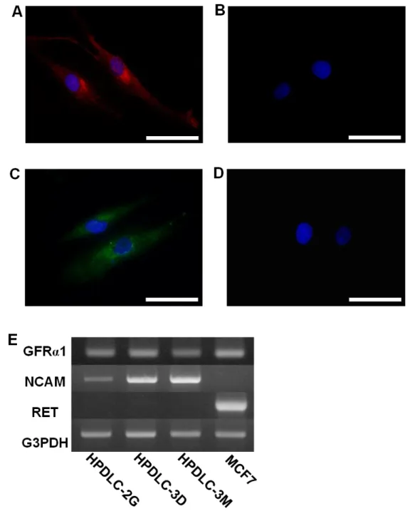 Figure 2. HPDLCs における GDNF 及びレセプター発現の解析 