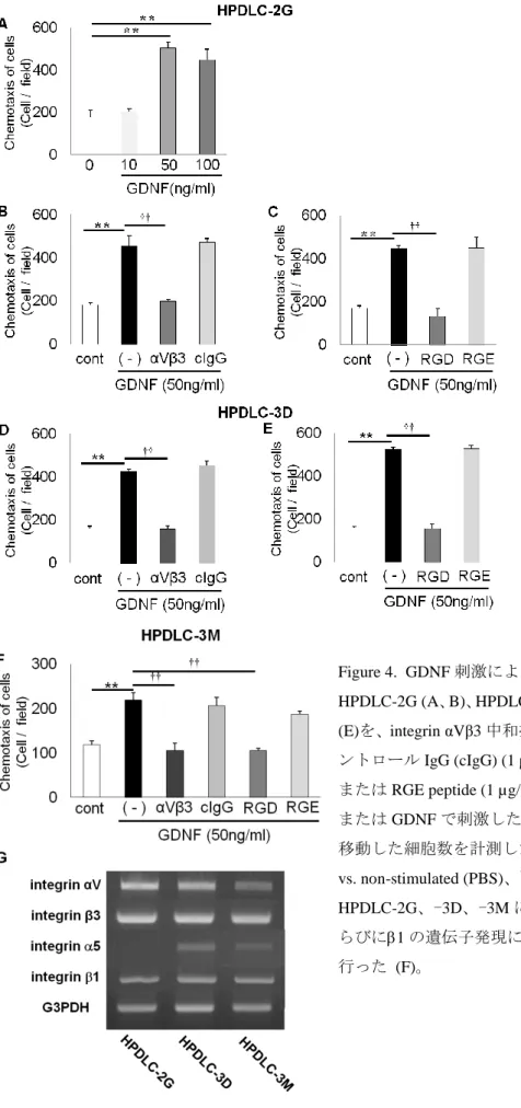 Figure 4. GDNF 刺激による HPDLCs の走化性の解析  HPDLC-2G (A、 B)、 HPDLC-3D (C、 D)ならびに HPDLC-3M  (E)を、 integrin αVβ3 中和抗体  (αVβ3) (1 µg/ml)、マウスコ ントロール IgG (cIgG) (1 µg/ml)、RGD peptide (1 µg/ml)、