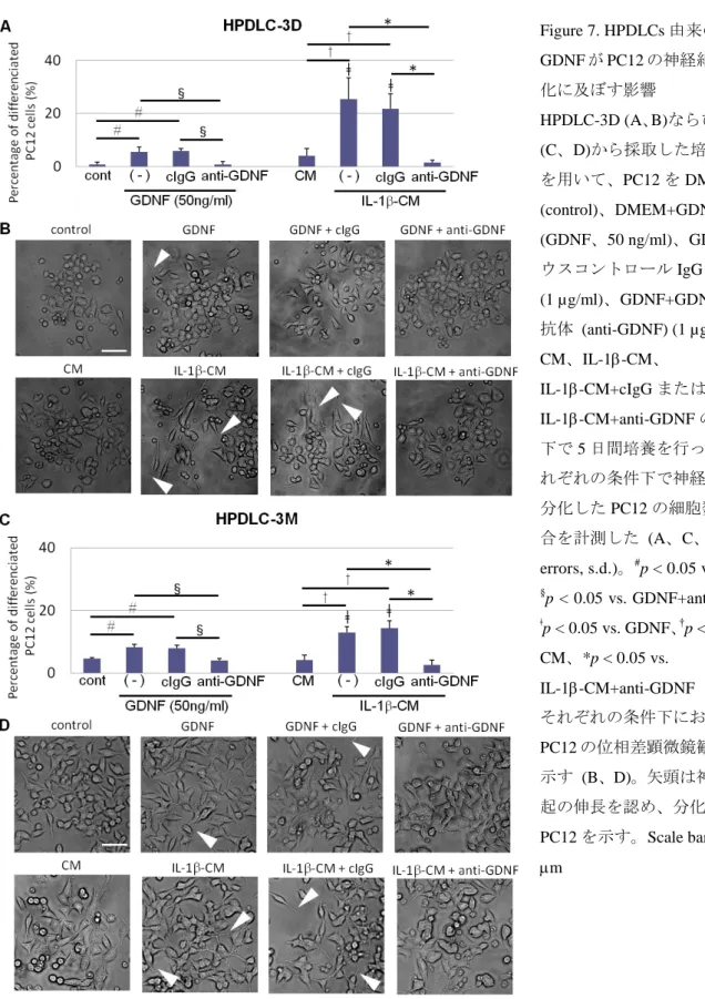 Figure 7. HPDLCs 由来の GDNF が PC12 の神経細胞様分 化に及ぼす影響 HPDLC-3D (A、 B)ならびに-3M  (C、D)から採取した培養上清 を用いて、PC12 を DMEM  (control)、DMEM+GDNF  (GDNF、50 ng/ml)、GDNF+マ ウスコントロール IgG (cIgG)  (1 µg/ml)、GDNF+GDNF 中和 抗体  (anti-GDNF) (1 µg/ml)、 CM、IL-1-CM、 IL-1-CM+cIgG または IL-