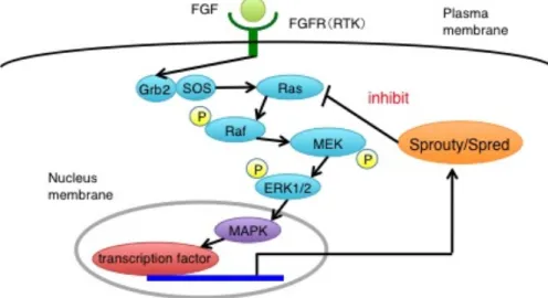 図  1 : MAPK  経路と  Sprouty/Spred  ファミリー 