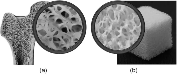 Figure 1-4 Structure of (a) cancellous bone and (b) ceramics foam. 