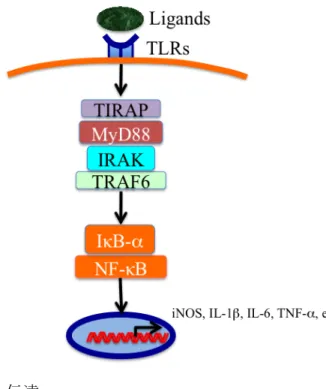 図  1    TLRs  シグナル伝達 