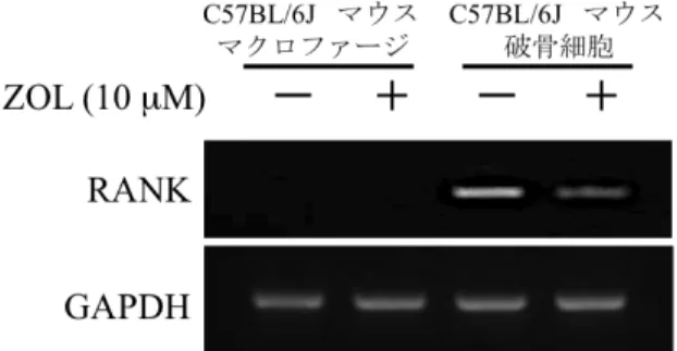 図   3    ZOL  が破骨細胞特異的因子の発現に与える影響
