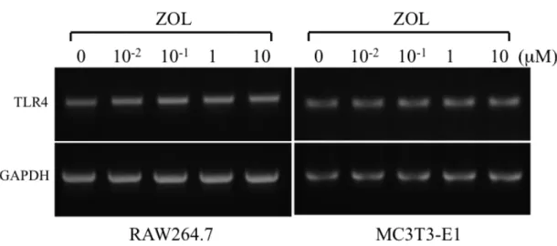 図   4    ZOL  が   RAW264.7  細胞、 MC3T3-E1  細胞の   TLR4  発現に与える影響    RAW264.7  細胞、 MC3T3-E1  細胞ともに  TLR4  の発現を認めたが、 ZOL (0、 10 -2 、 10 -1 、1、10 µM)  添加による発現量の変化は認めなかった。 