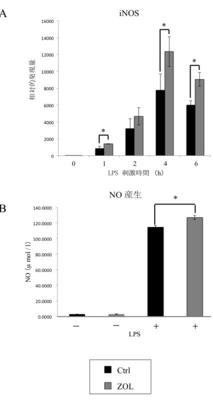 図  10    ZOL  が  RAW264.7  細胞における  iNOS  の発現と  NO  産生に与える影響     ZOL  (10  µM)  添加群において  iNOS  の発現誘導の亢進を認めた  (A)。LPS  (100 