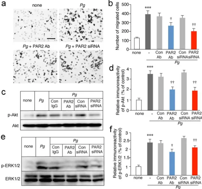 Figure 5. Involvement of PAR2 activation and subsequent phosphorylation of Akt and ERK1/2 in  the P