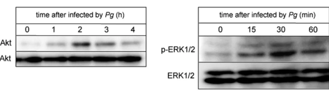 Figure  6.  PAR2  activation  and  subsequent  phosphorylation  of Akt  and  ERK1/2  after  infection  of  microglia with P