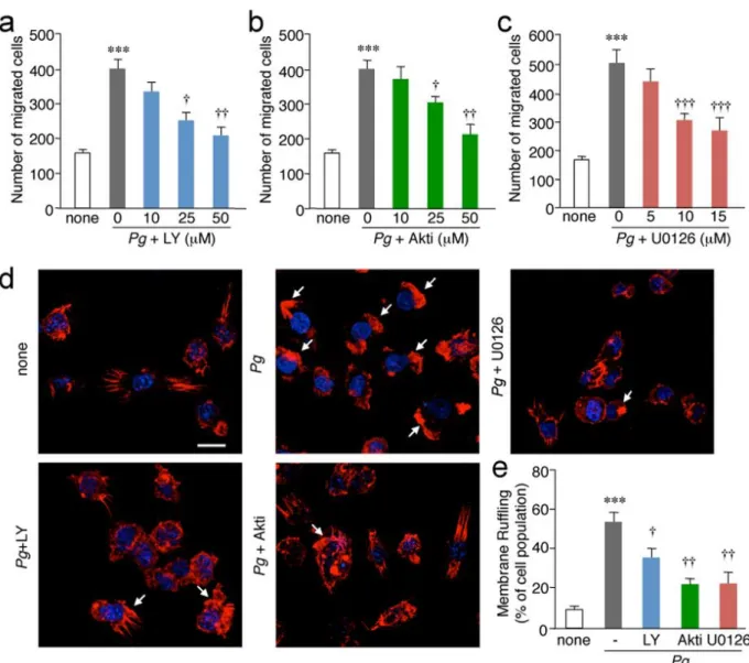 Figure 7. Involvement of the PI3K/Akt and MEK/ERK pathways in the cell migration and membrane  ruffling formation after the infection of microglia with P