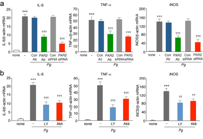Figure 10. The involvement of PAR2 and PI3K/Akt pathway in the P. gingivalis infection–induced  expression  of  proinflammatory  mediators  by  microglia