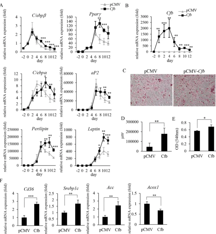 Fig. 2. Overexpression of Cfb in 3T3-L1 preadipocytes promotes adipocyte differentiation and maturation