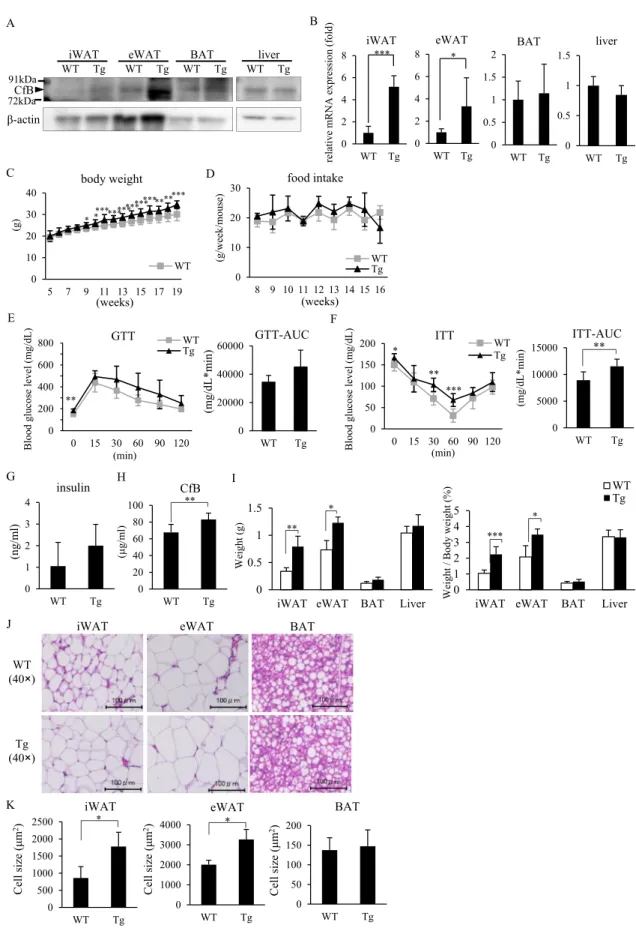 Fig. 3. Characteristics of adipocyte-speciﬁc Cfb overexpressing mice. A) CfB expression in inguinal white adipose tissue (iWAT), epidermal white adipose tissue (eWAT), interscapular brown adipose tissue (BAT) and liver was determined by western blotting