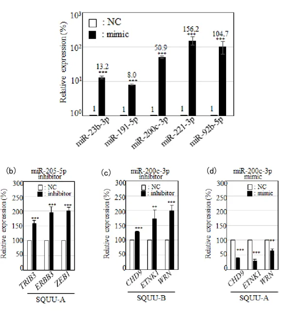 図 6. miRNA mimic および miRNA inhibitor 遺伝子導入の確認    (a) SQUU-A に miRNA mimic を遺伝子導入した 24 時間後の miRNA 発現量を定 量 RT-PCR で解析した。内部標準には SNORD44 を用いた。(b)(c）SQUU-A ある いは SQUU-B に対して、miR-205-5p  inhibitor あるいは miR-200c-3p  inhibitor を それぞれ遺伝子導入した 24 時間後、それぞれ miRNA の標的遺伝