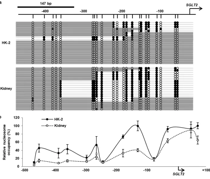Fig. 4 Analysis of nucleosome occupancy in SGLT2 5'-FR in HK-2 cells and the human kidney 