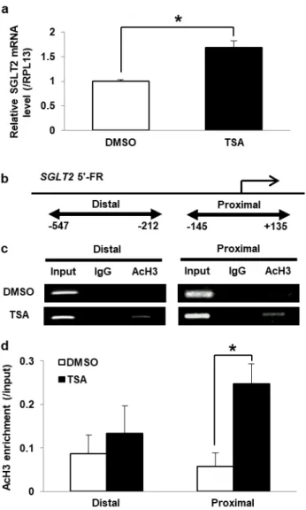 Fig. 5 Influence of the TSA treatment on SGLT2 expression and histone acetylation in SGLT2 5'-FR in HK-2 cells  HK-2 cells were treated with DMSO or TSA for 24 hours