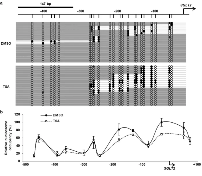 Fig. 6 Influence of the TSA treatment on nucleosome occupancy in SGLT2 5'-FR in HK-2 cells 