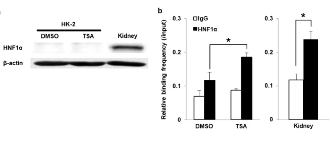 Fig. 7 Analysis of HNF1α expression and HNF1α binding frequency after the TSA treatment in HK-2 cells 