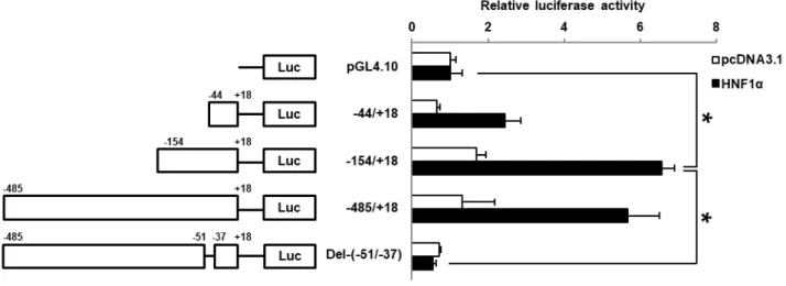 Fig. 8 Deletion analysis of SGLT2 5’-FR in HNF1α-expressing HK-2 cells 