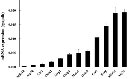 Fig. 1 Absolute quantification of drug transporters in rat DRG tissue. 