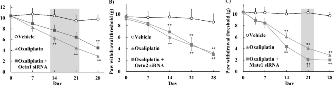Fig. 3 Effects of in vivo knockdown of transporter on oxaliplatin-induced peripheral neuropathy.