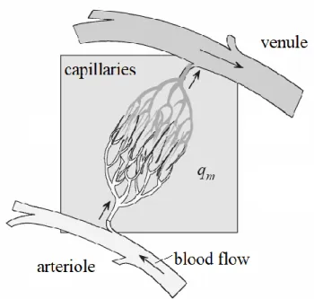 Figure 1.7 The blood perfused tissue element [55]. 