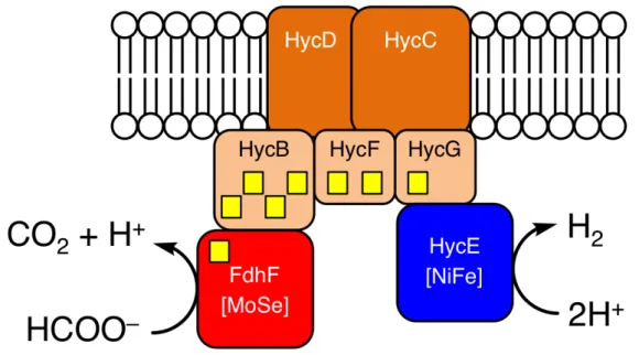 図 1-1.  提唱されている生体内  (Escherichia coli)  のギ酸水素リアーゼ  (FHL)  の構造の概 略図 .  FdhF:  ギ酸デヒドロゲナーゼ、 HycE:  ヒドロゲナーゼ、 HycB 、 HycC 、 HycD 、 HycF、HycG: 電子伝達系、黄色四角: [4Fe-4S]クラスター
