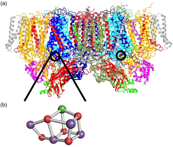 図 1-3.  酸素発生型光合成生物  (Thermosynecochoccus vulcanus 由来 8a) )  の  (a) PSII 内部に おける OEC  の位置   ( 赤丸で示した場所 )  および   (b)  OEC における Mn 4 CaO 5 クラスター の構造  (Mn:  紫色、Ca:  緑色、O:  赤色)