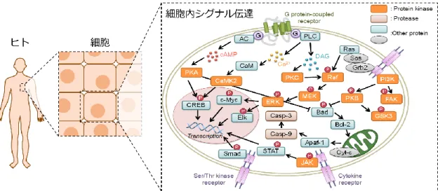 Figure 1-1.  ヒトにおける細胞内シグナル伝達系の概念図 1-6
