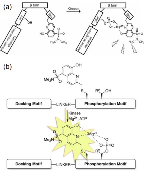 Figure 1-4.  Sox (a)  及び  CSox (b)  を利用した蛍光増強による  PK  活性検出 44-48 Reprinted  by  permission  from  Springer  Nature,  Nat