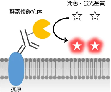Figure 1-8.  酵素抗体法による蛍光免疫染色の基本原理 