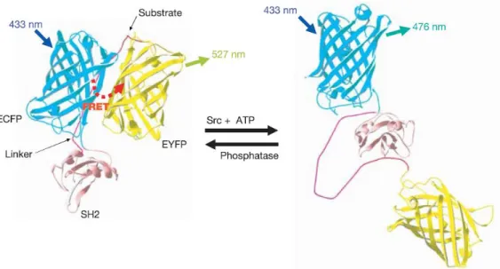 Figure 2-1.  融合タンパク質を利用した  FRET  型  PK  活性検出法の測定原理 9 Reprinted by permission from Springer Nature, Nature, Visualizing the mechanical activation of  Src,  Wang,  Y.;  Botvinick,  E