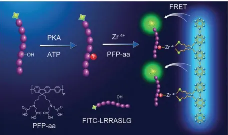Figure 2-3.  錯形成によるリン酸化部位認識を用いた  FRET  型  PK  活性検出法 46 Reproduced from Chem. Commun. 2013, 49, 3887–3889 with permission of The Royal Society  of Chemistry
