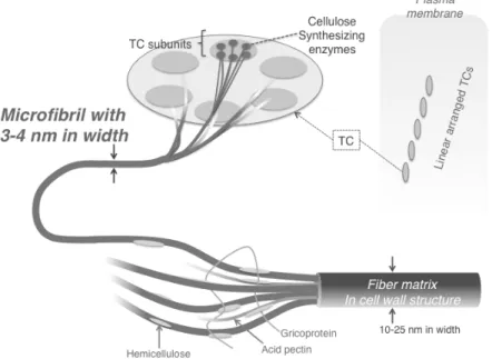 Figure  1.  Hierarchical  structure  of  wood  cellulose  microfibrils  and fiber matrix of cell wall