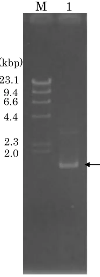 Fig. 3-1.  TYH1 株 16S rDNA の PCR 反応による増幅結果 