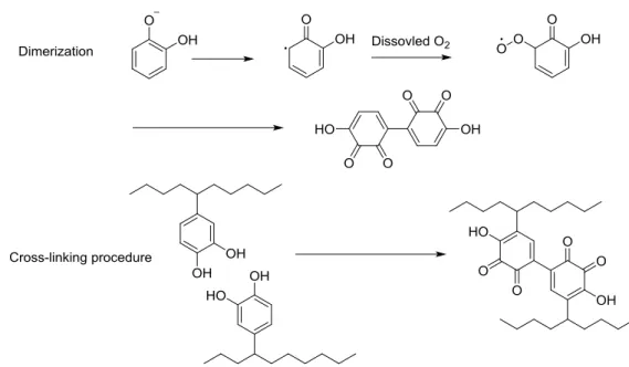 Figure 1.7. Dimerization and the cross-linking between catechol groups in different segments